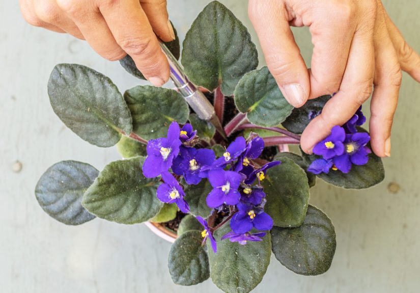 When and How to Propagate African Violets