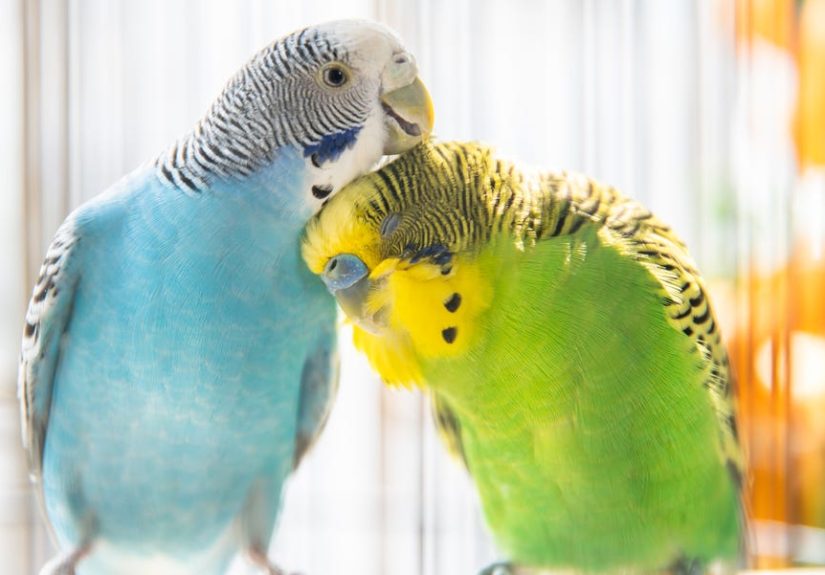130 Best Bird Names for Any Feathered Friend