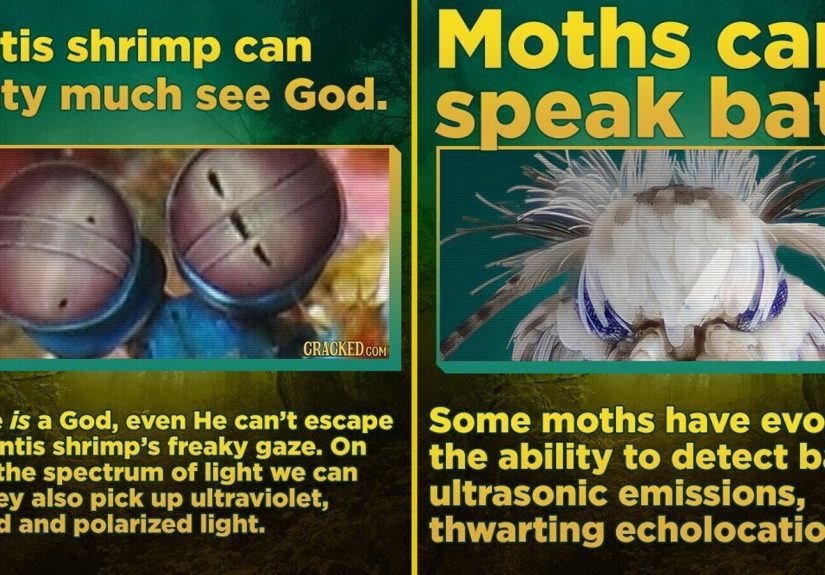 14 Weird Things Animals Can Do That You Can't