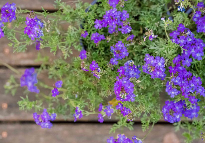 20 Tall Flowers That Make a Strong Impact
