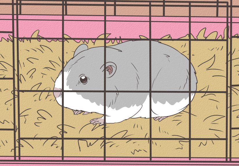 3 Ways to Give Your Hamster a Bath