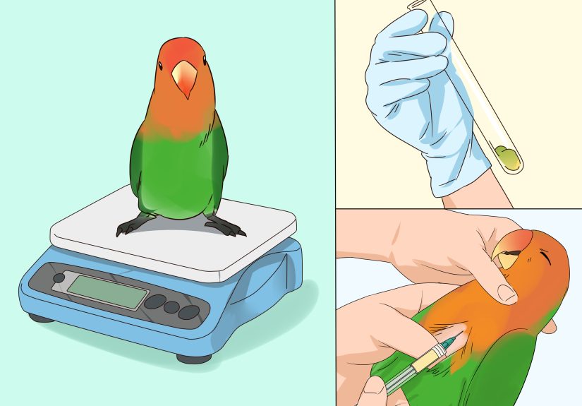 3 Ways to Treat Diarrhea in Lovebirds