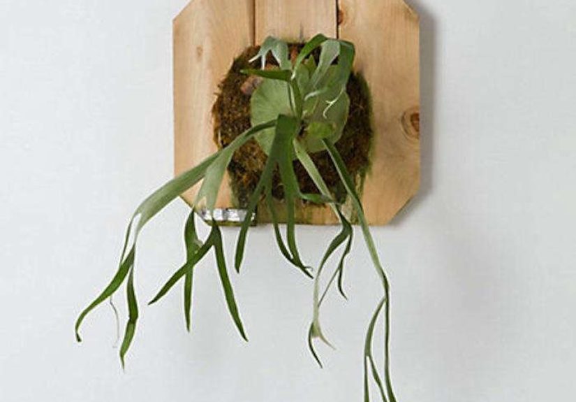 A Botanical Magic Trick: Air Plants and Aeriums