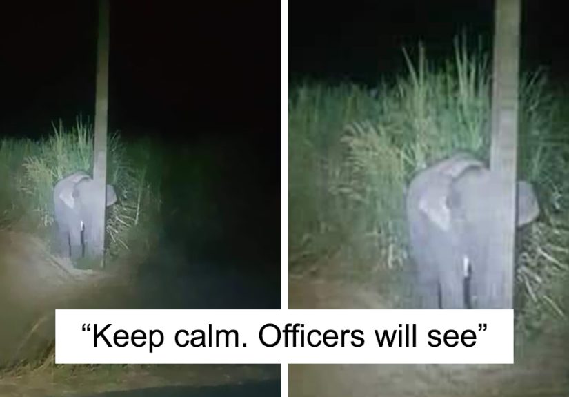 Elephant Caught Eating Sugarcane Hides Behind A Light Pole