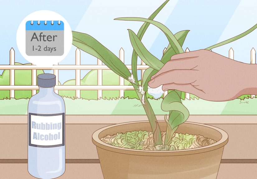 How to Care for a Dendrobium Orchid: 12 Steps
