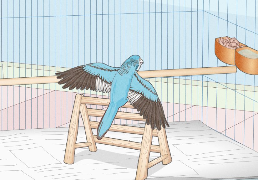 How to Choose a Cage for a Budgie: 12 Steps