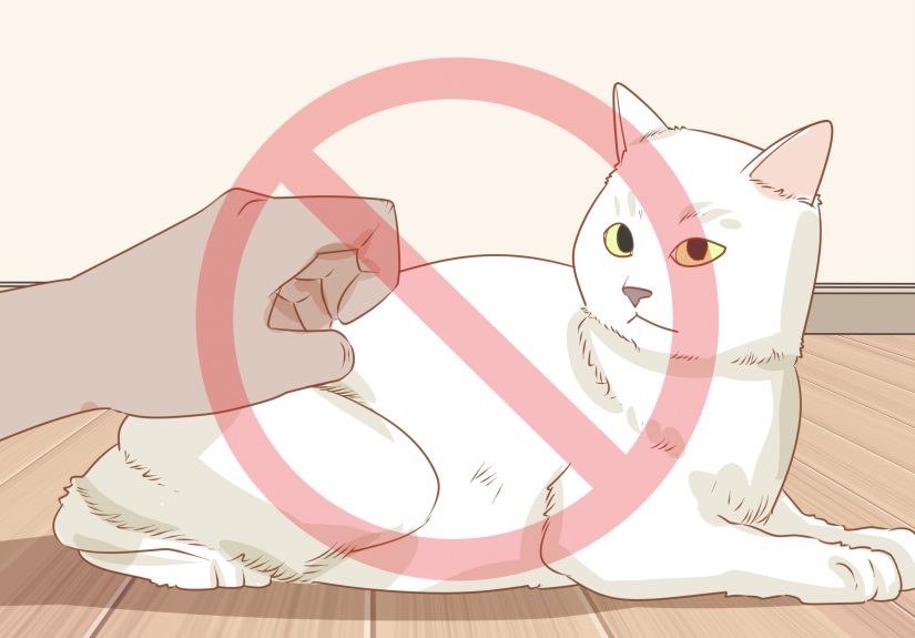 How to Diagnose and Treat Hyperesthesia Syndrome in Cats
