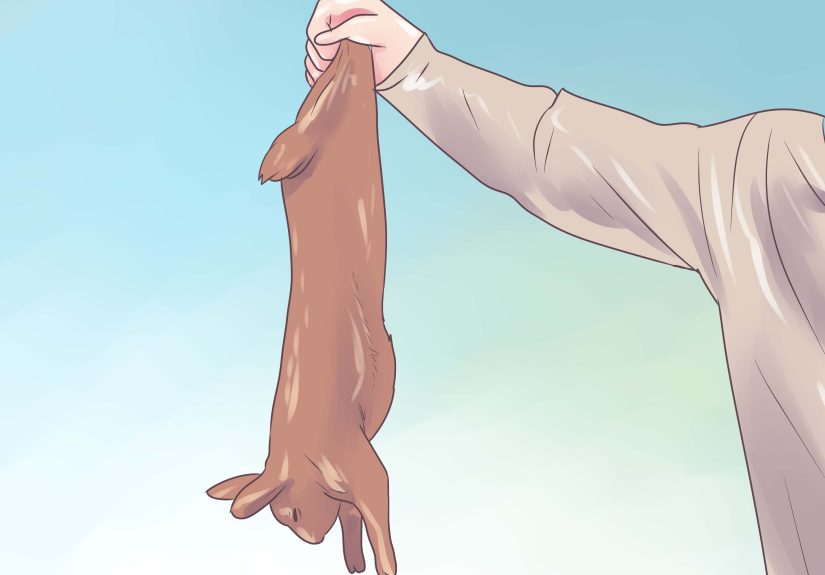 How to Field Dress a Rabbit