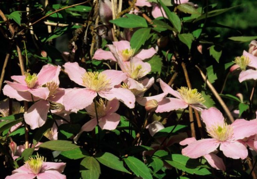 How to Grow Clematis From Seeds