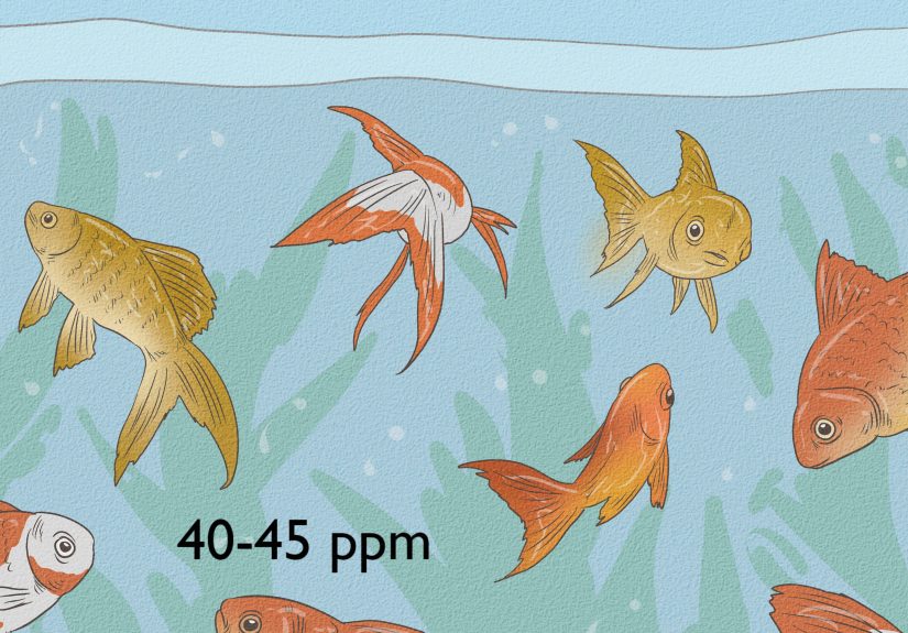 How to Know How Many Fish to Put in a Fish Tank: Full Guide