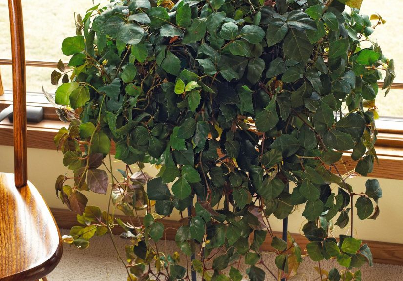 How to Plant and Grow Grape Ivy