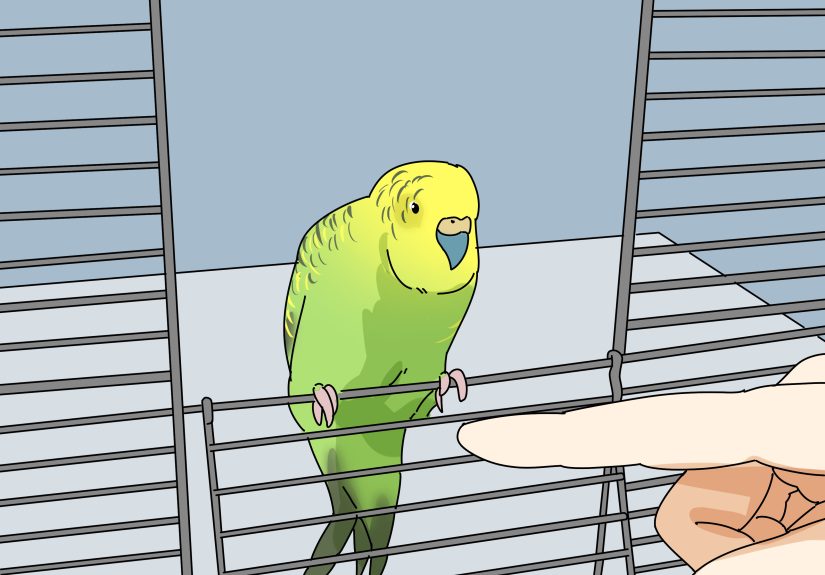 How to Stop a Parakeet from Biting: 10 Steps