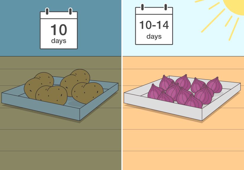 How to Store Potatoes and Onions: Why They Can’t Go Together