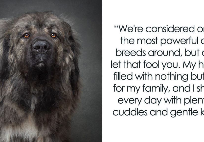 I Interviewed Dogs And Wrote A Book Sharing Their Stories, Here Are 15 Of The Featured Dogs