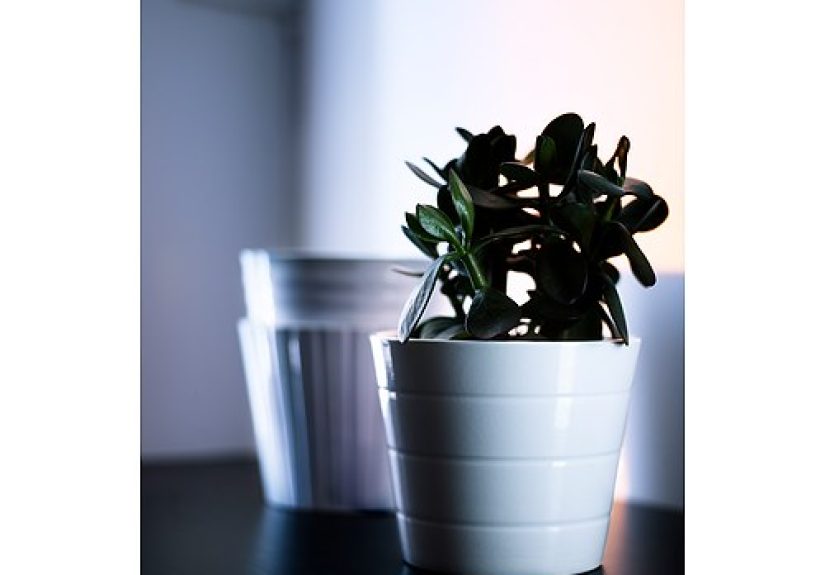 Kardemumma Plant Pot