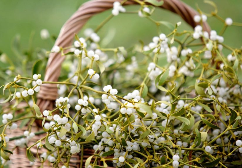 Mistletoe Poisoning: What to Know