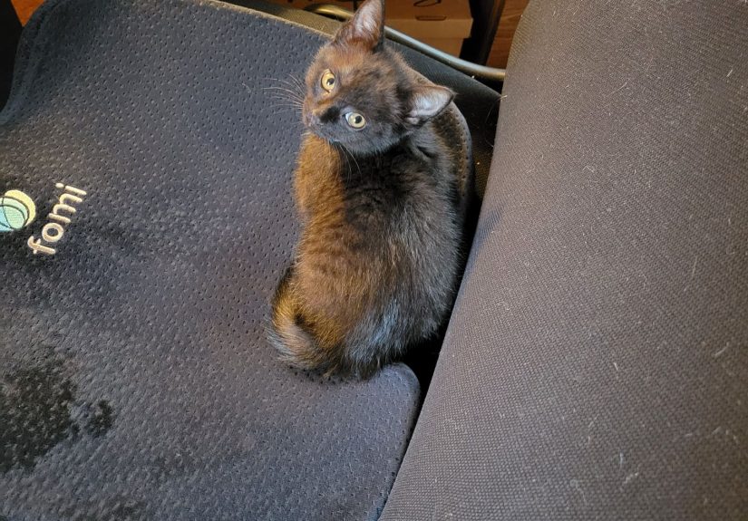 Show Me Your Kittens (Cats & Bunnies Baby Pics!)