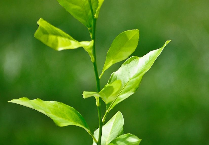 Start Your Own Lemon Trees From Seed