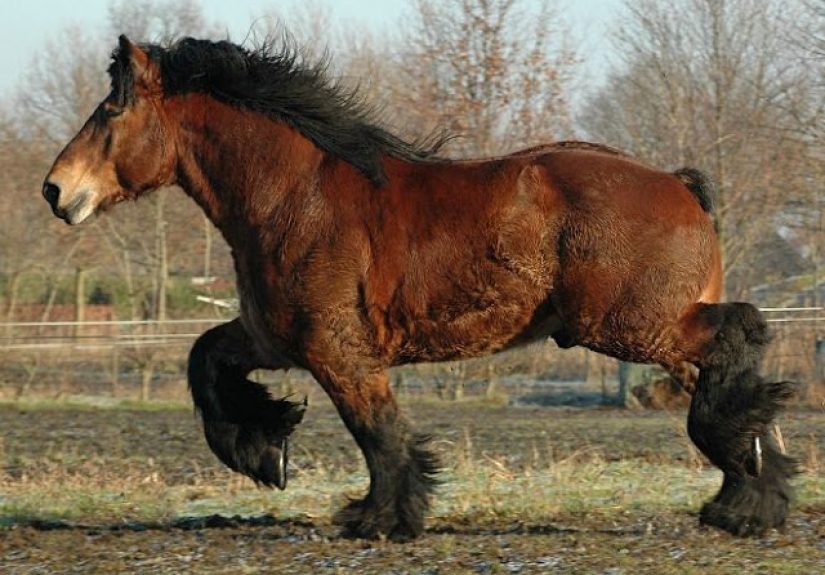 The Most Amazing And Rare Horses You Will Ever See In Your Life!
