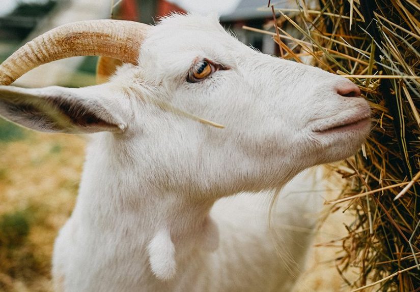 What Are the Positives of Drinking Goats' Milk?
